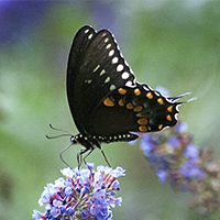 Insects
