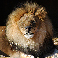 Wildlife