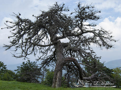 Blue Ridge Tree