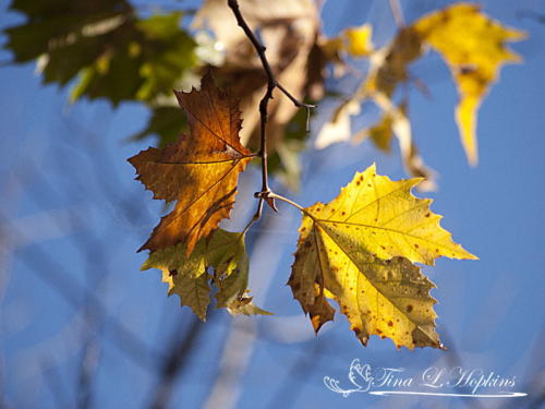 Autumn Maple Leaves - Round Valley Reservoir