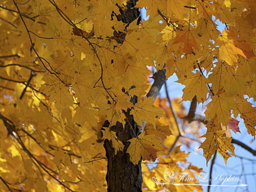 Autumn Maple Tree - Round Valley Reservoir