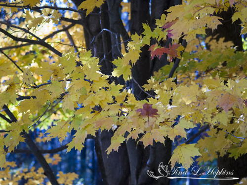 Autumn Maple Tree - Round Valley Reservoir