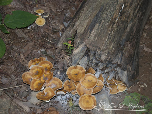 mushroom13