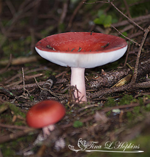 mushroom16