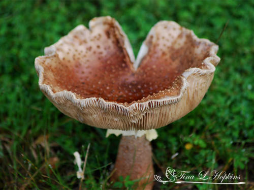 mushroom19