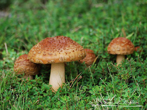 mushroom4