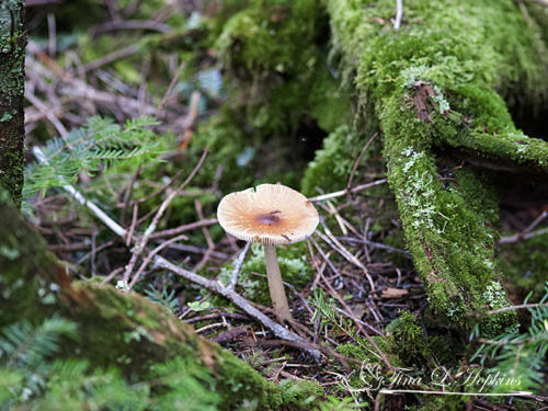 mushroom8