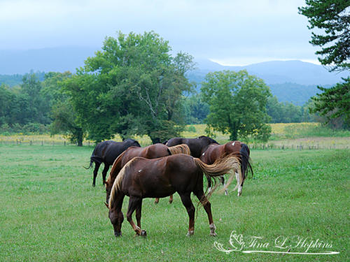 Wild Horses CC X
