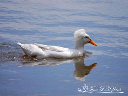Phyliss - Crested White Duck - Died as a result of gang rape by male Pekins - Lake Tomahawk NC