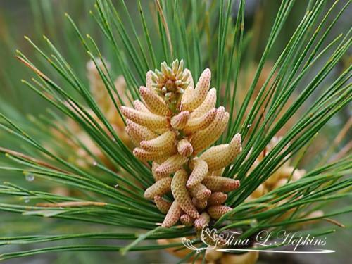 Pine Cones - Black Pine - Round Valley Reservoir NJ