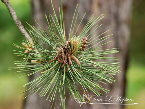 Pine Cones - Black Pine - Round Valley Reservoir NJ