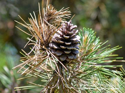 Pine Cones - Black Pine - Round Valley Reservoir NJ