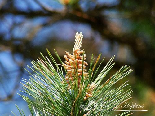 Pine Cones - Black Pine - Round Valley Reservoir NJ