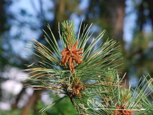 Pine Cones - Black Pine - Round Valley Reservoir NJ