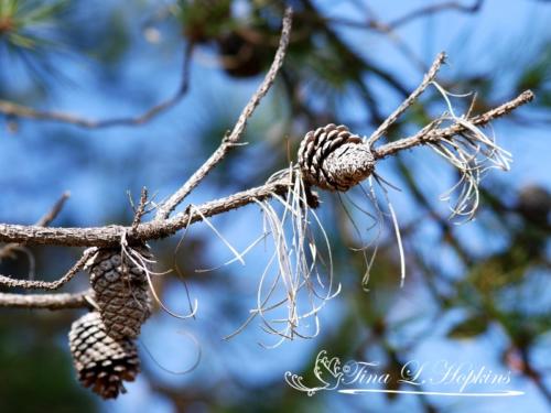 Pine Cones - Black Pine - Round Valley Reservoir NJ