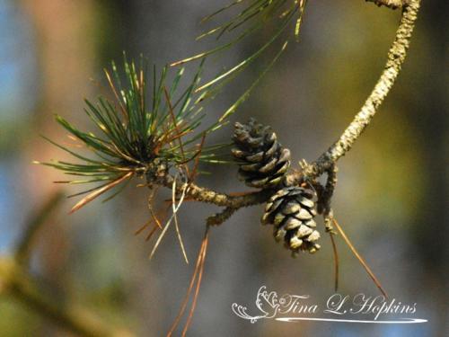 Pine Cones - Black Pine - Round Valley Reservoir NJ