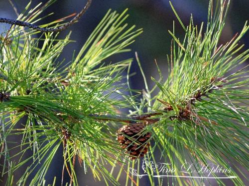 Pine Cones - Black Pine - Round Valley Reservoir NJ