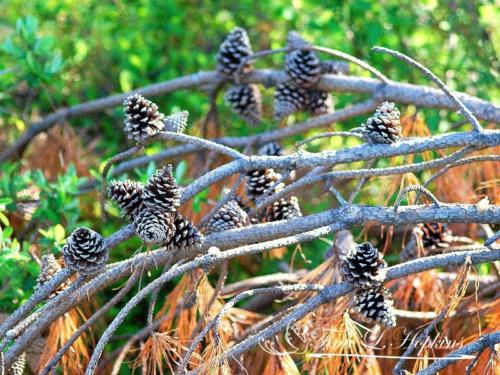 Pine Cones - Black Pine - Round Valley Reservoir NJ