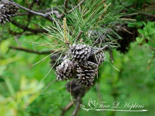 Pine Cones - Black Pine - Round Valley Reservoir NJ