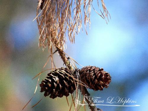 Pine Cones - Black Pine - Round Valley Reservoir NJ