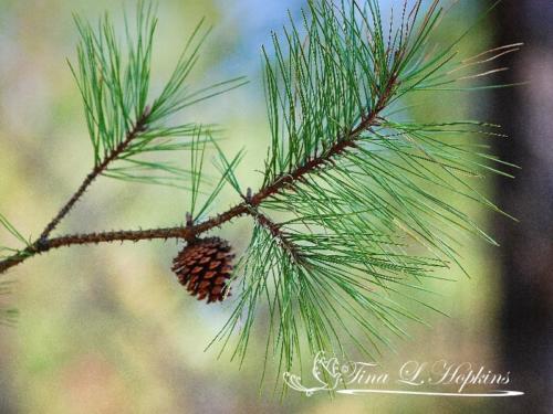 Pine Cones - Black Pine - Round Valley Reservoir NJ
