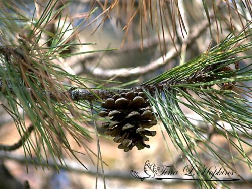 Pine Cones - Black Pine - Round Valley Reservoir NJ