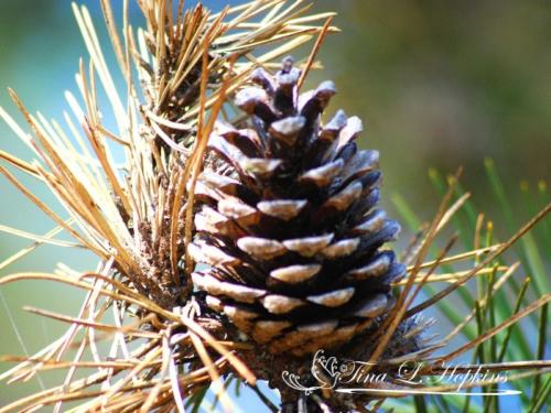 Pine Cones - Black Pine - Round Valley Reservoir NJ
