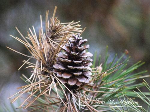 Pine Cones - Black Pine - Round Valley Reservoir NJ