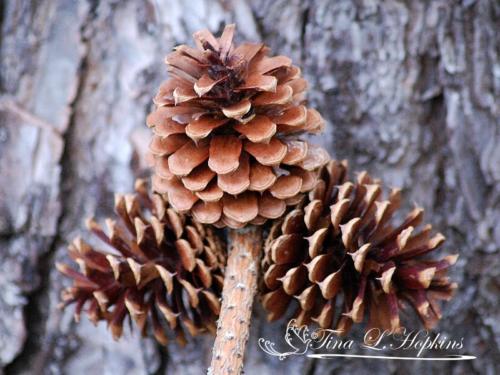 Pine Cones - Black Pine - Round Valley Reservoir NJ