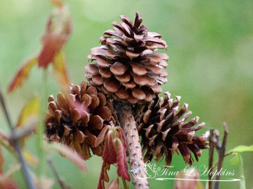 Pine Cones - Black Pine - Round Valley Reservoir NJ