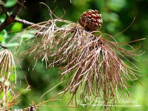 Pine Cones - Black Pine - Round Valley Reservoir NJ