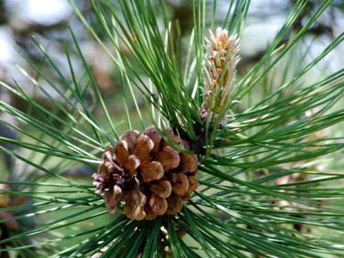 Pine Cones - Black Pine - Round Valley Reservoir NJ