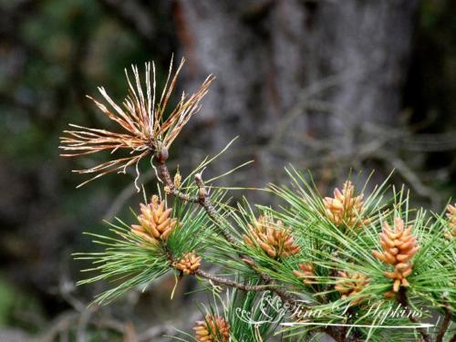 Pine Cones - Black Pine - Round Valley Reservoir NJ