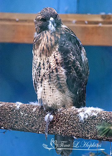 Keely - Red-tailed Hawk