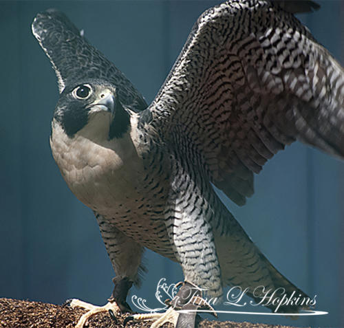 Little Buddy - Peregrine Falcon