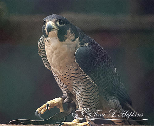 Little Buddy - Peregrine Falcon