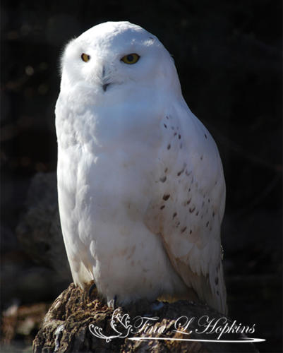 Ms. Snow - Snowy Owl