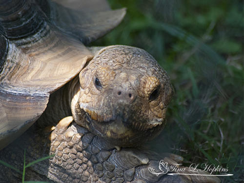 Cranky - African Spurred Tortoise - Lehigh Valley Zoo