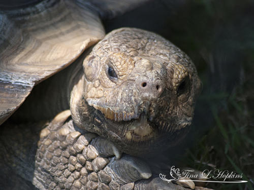 Cranky - African Spurred Tortoise - Lehigh Valley Zoo
