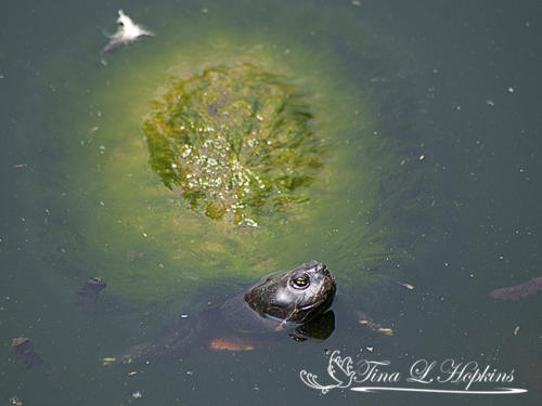 Pacific Pond Turtle - Lehigh Valley Zoo
