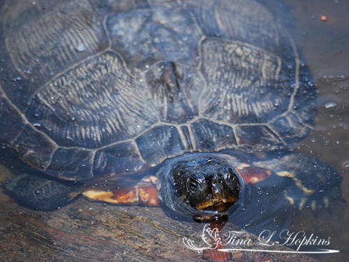 Eastern River Cooter - Wildlife Nature Center - NC
