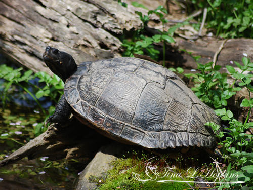 Indian Black Turtle - Wildlife Nature Center - NC