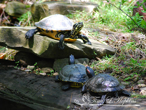 Yellow Belly, Eastern Cooter, & Red Eared Slider - Wildlife Nature Center - NC