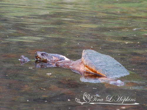 Abraham - Snapping Turtle  - Round Valley Reservoir NJ
