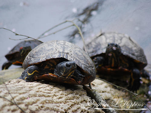 Turtle Gangs - Wildlife Nature Center - NC