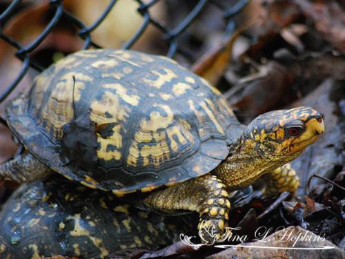 Eastern Box Turtle - Wildlife Nature Center - NC