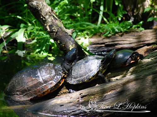Indian Black Turtle, Red Eared Slider & Yellow Belly - Wildlife Nature Center - NC