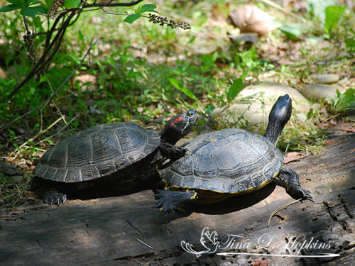 Red Eared Slider & Yellow Belly - Wildlife Nature Center - NC