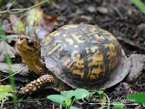 Eastern Box Turtles - Wildlife Nature Center - NC