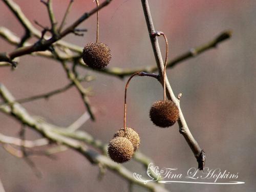 Sycamore Catkins - Round Valley Reservoir NJ